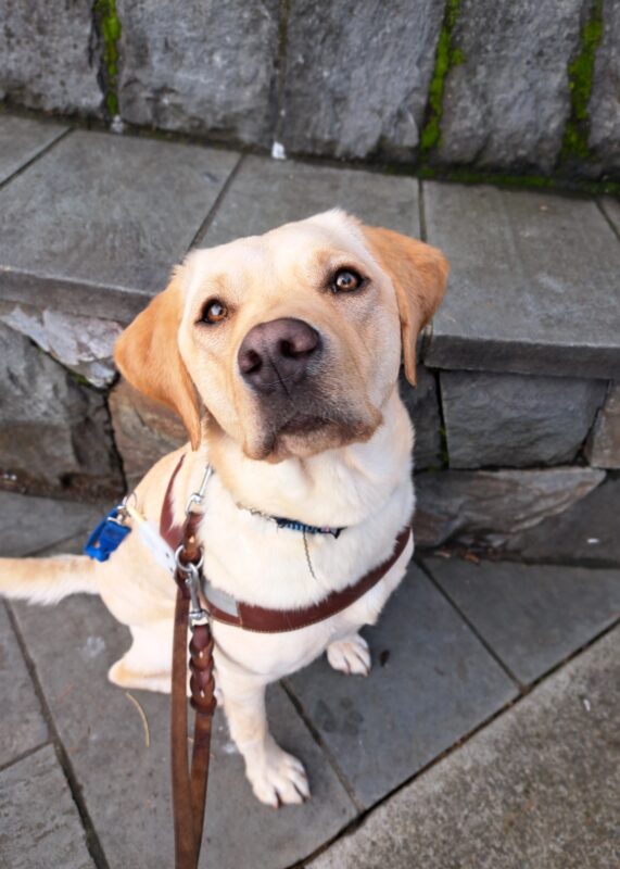 Yellow lab (Janessa) sits in harness with gray brick wall behind her.