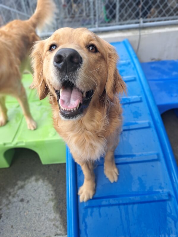 Golden cross (Plantain) standing on blue play structure with a big smile on his face.