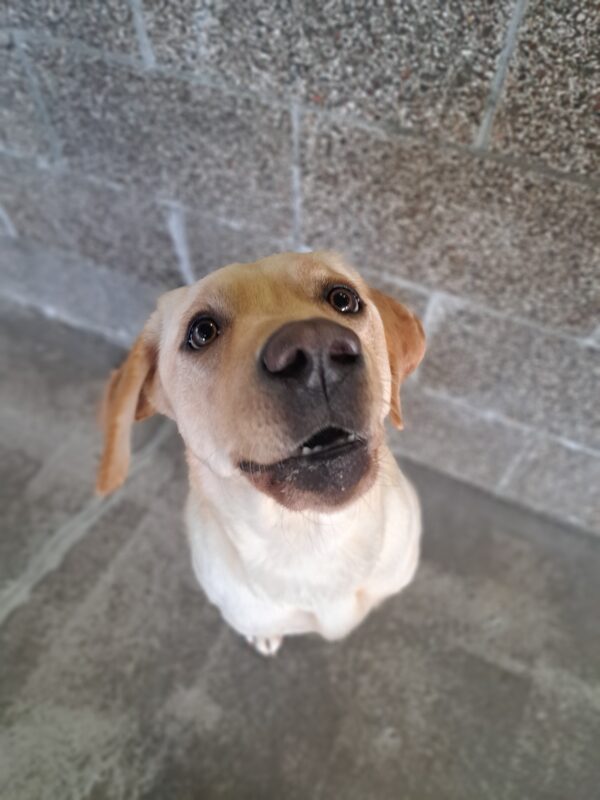 Yellow lab (Janessa) sits staring at the camera with a goofy face.