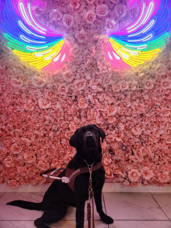 Cinder sits, in harness, at a patisserie in a suburb of Portland. She is facing the camera and in front of a wall fully covered in pink flowers. Above Cinder's head on the wall are two, rainbow-colored neon signs in the shape of angel wings.