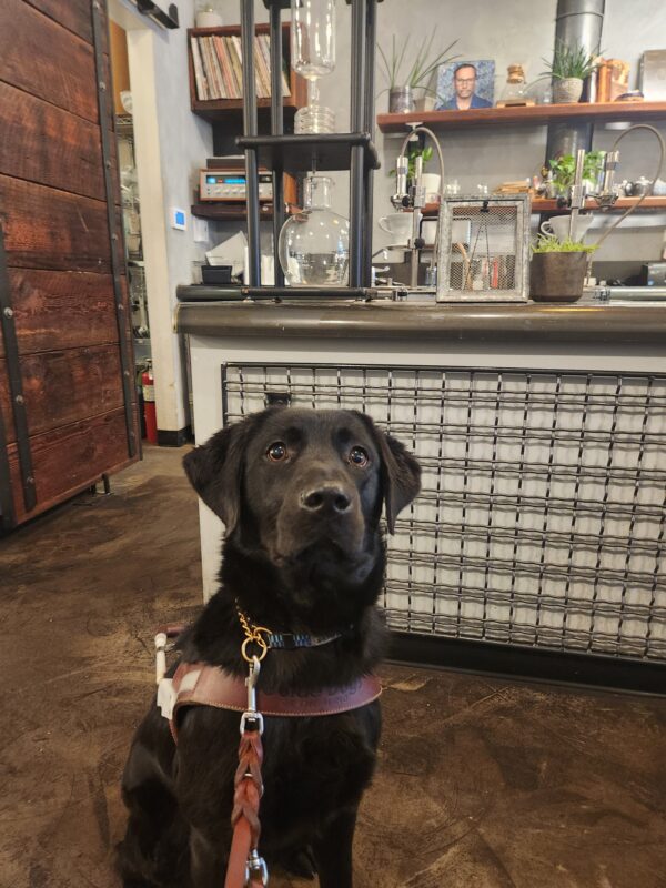 Sylvie sits, in harness, in a coffee shop in Downtown Portland. She is seated in front of the counter that has various glassware and small plants and is looking slightly above the camera.