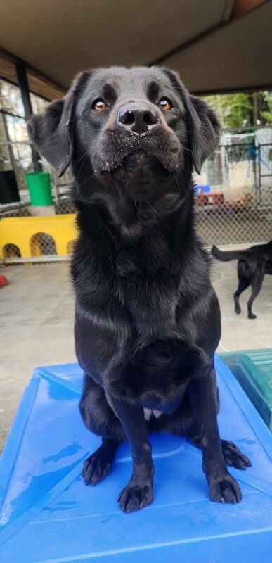 Sylvie sits on a blue, plastic structure in community run. She stopped briefly to sits for a photo and is intently looking towards a kibble that is behind the camera. She has a focused expression on her faced, with her cheeks slightly