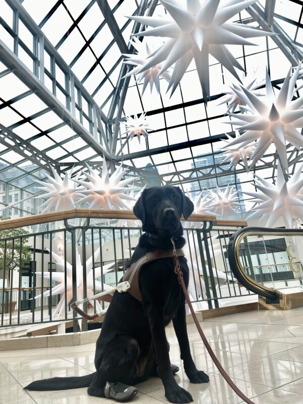 Female black lab Venice sits in a shopping mall with her harness on. She is looking at the camera, with black booties on her hind feet, ready to practice escalators.
