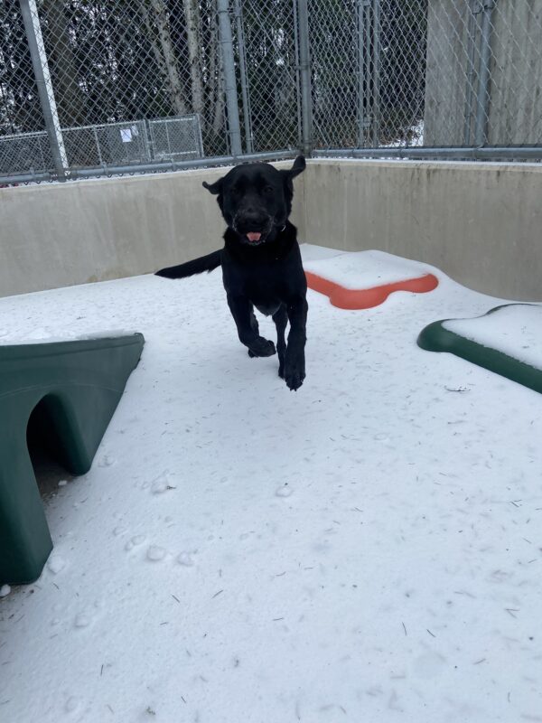 Female black lab Venice leaps towards the camera on a snowy day. Her ears are flying back with her movement, and her tongue is sticking out slightly. Several colorful play structures can be seen behind her, though buried slightly in the snow.