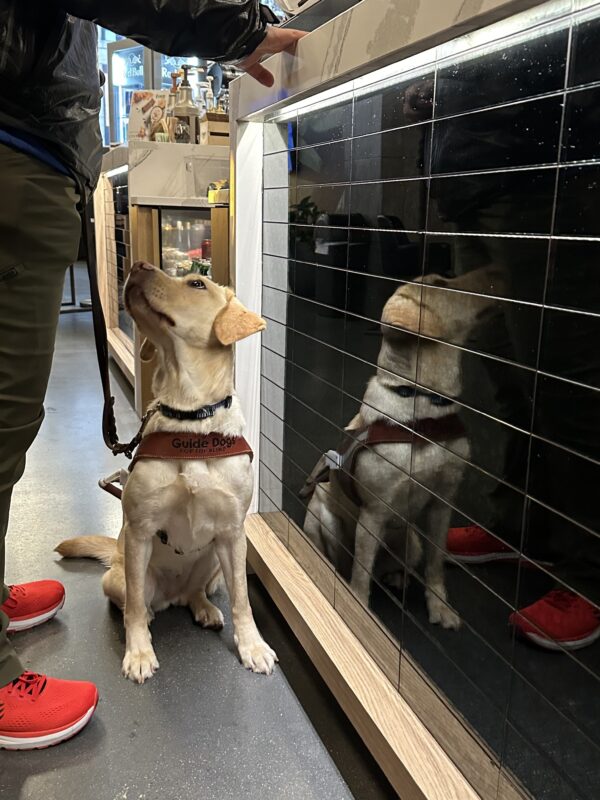 Yellow Lab Harlem sits in front of handler, looking up at her by a counter at a cafe. Harlem is reflected in the black tile of the counter. She is wearing a leather guide dog harness.