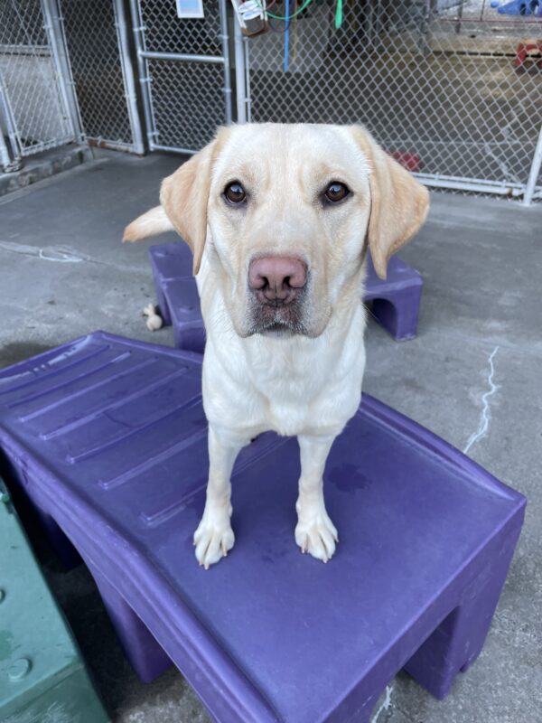 Yellow Lab Harlem stands in a purple play structure in a community play area on the Oregon campus.
