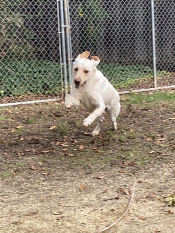 Virgil is running and playing in an enclosed play yard. The camera captured him mid stride, leaping with his front feet off the ground and his ear flaps flipped up. He’s running after that kong I just tossed.