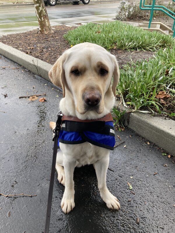 Virgil is sitting in harness with a bright blue rain jacket underneath. Rain or shine, Virgil is ready to go.