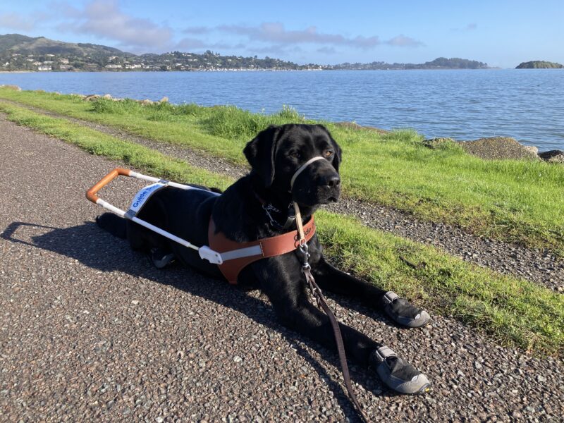 Joel is laying down on a path that runs along part of the SF Bay. He is wearing his harness, a tan gentle leader, and black and gray booties.