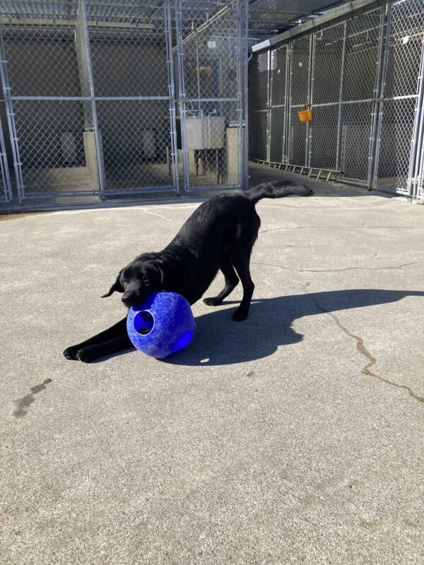 Joel is in an enclose area. He is in a play bow position with a blue jolly ball in his mouth.