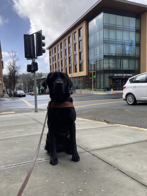 <p>Holmes sits in harness with large building and an intersection behind him. He is facing the camera with one ear blowing in the wind.</p>