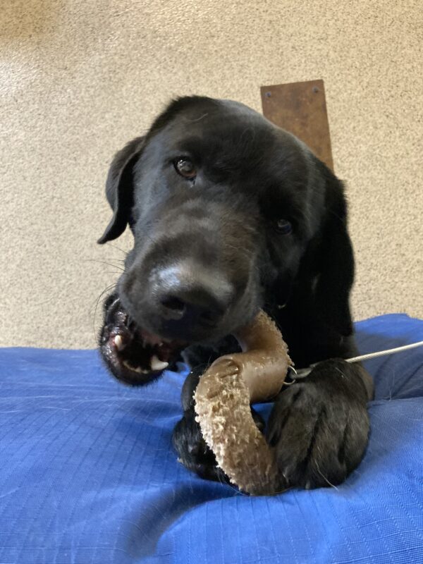 <p>Holmes lays on a dog bed with nylabone between his paws. He is mid-chew while he looks at the camera.</p>