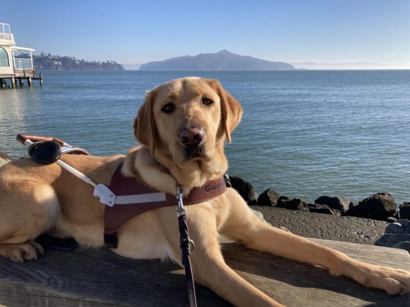 Leonardo is in a down position wearing his harness. Behind him is the blue SF Bay water and Angel Island in the distance.