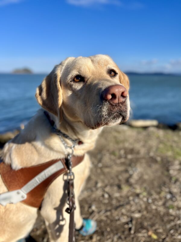Fate, a yellow Labrador Retriever, sits in harness turned toward the camera. Behind her is the ocean and a rocky beach.