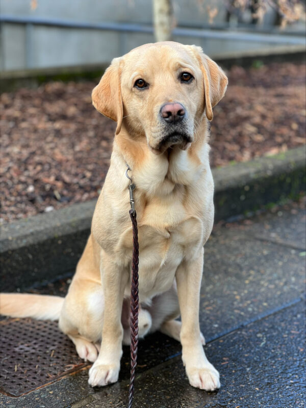 <p>Jersey, a male yellow labrador, sits on the sidewalk on the Oregon GDB campus. He looks very regal as he looks directly into the camera.</p>