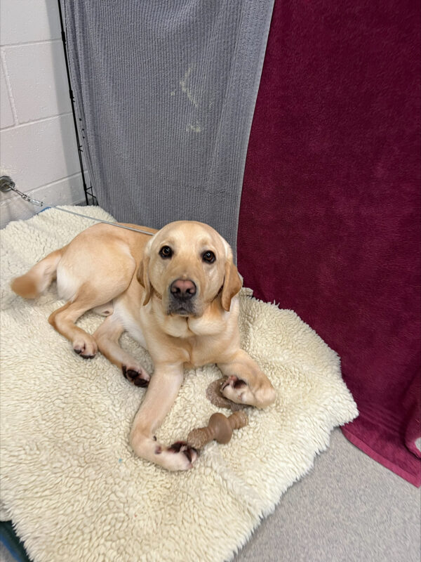 <p>Jersey, a male yellow labrador, spends some time relaxing on a big sheepskin dog bed. There are burgundy and grey towels hanging behind him and he has 2 nylabones at his feet.</p>