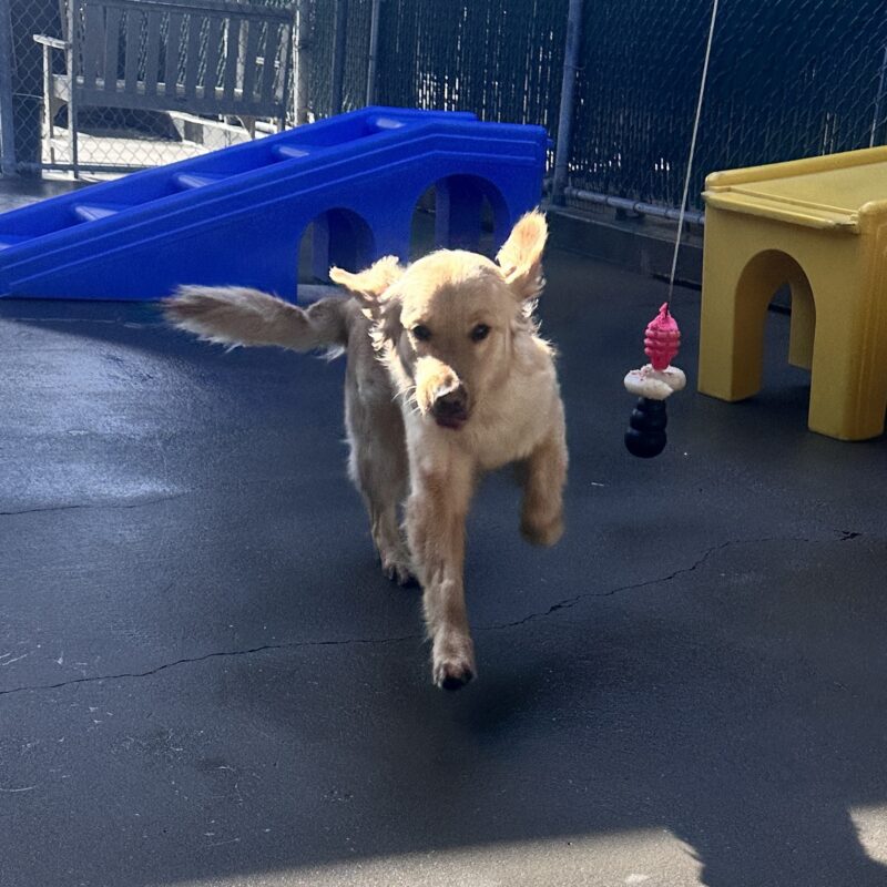 Lottie running towards the camera with a blue and a yellow play structure in the bathroom.
