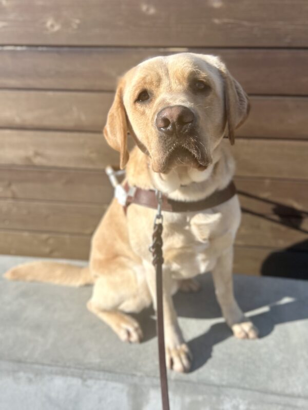 Argo, a yellow labrador retriever, is seated on a concrete bench against a backdrop of wooden planks. He is wearing a guide dog harness and looking at the camera.