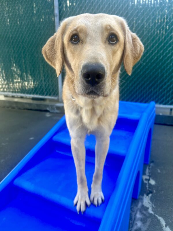 <p>Rye is standing on a blue play structure in community run. She is looking sweetly up at the camera.</p>