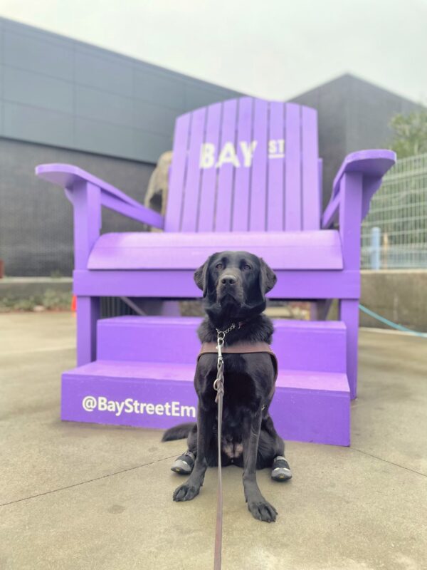 <p>Gemstone poses in front of a large purple Adirondack-style chair. She is wearing a leather GDB harness, black booties on her hind feet and is looking directly at the camera. Gray buildings and a gray, gloomy sky line the background.</p>