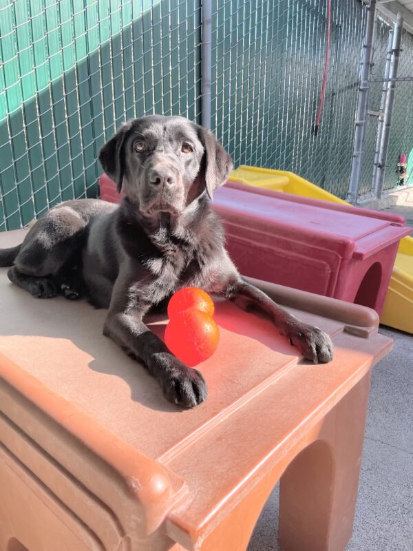 <p>Gemstone poses on a brown play structure in the community run area. Between her paws is a large orange dumbbell-shaped toy. Green fencing and other colorful play structures are in the background.</p>