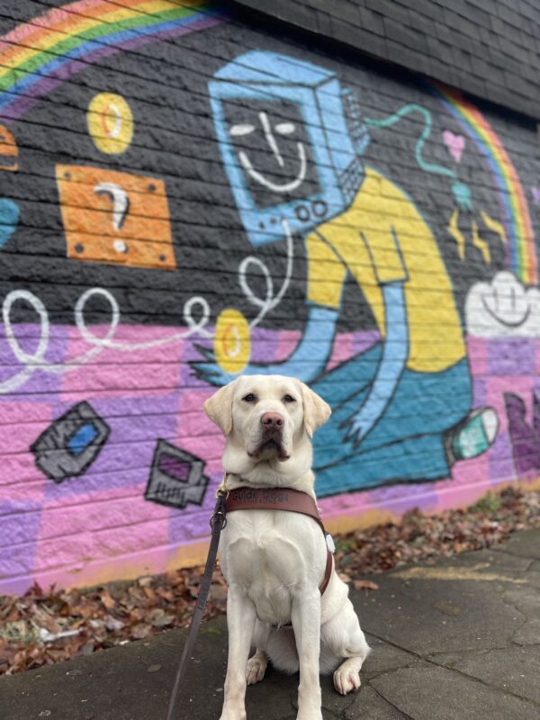 Lolo, a female yellow lab, sits in front of a colorful mural in the Hawthorne district in her guide dog harness. The mural is full of pink, purple, blue, and yellow colors.