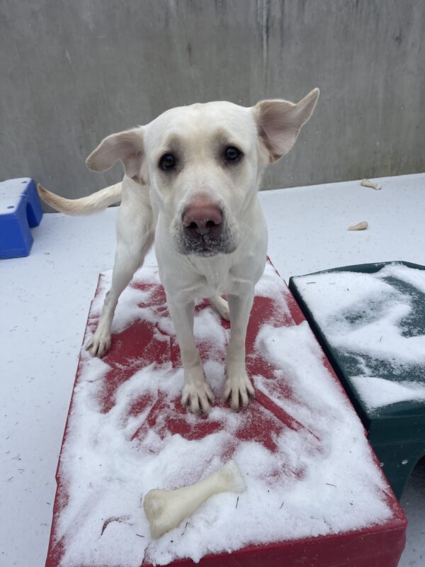 Lolo, a female yellow lab, stands on a red plastic play structure in community run. There is snow on the ground. Lolo is looking at the camera and both her ears are flying upwards.