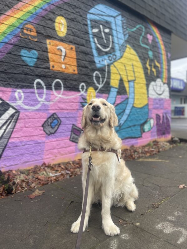 Supreme, a male golden/labrador cross with a long coat, sits in his guide dog harness in front of a mural in the Hawthrone district. The mural is full of pink, purple, blue, and yellow colors. Supreme has a big smile on his face.