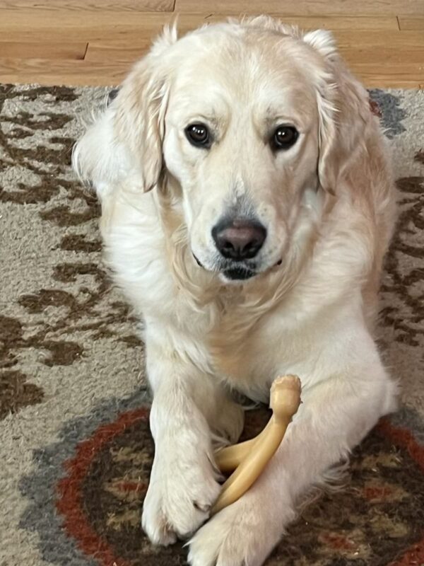 Supreme, a male golden/lab cross with a long coat, lays in his foster care home chewing on a wishbone. He is looking up at the camera.