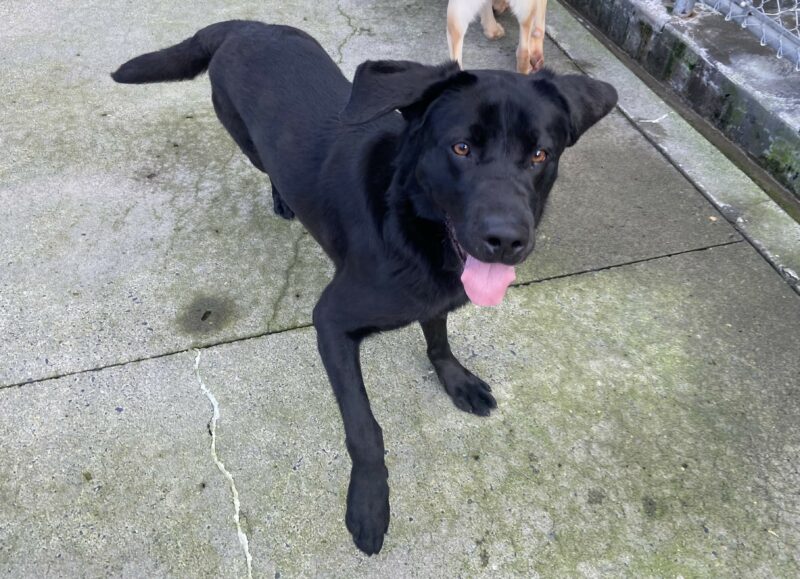 Kindred having fun in community run! She is moving toward the handler taking the photo, ears perked, tongue hanging out, with one front paw in the air. The photo is slightly blurry due to her movement.