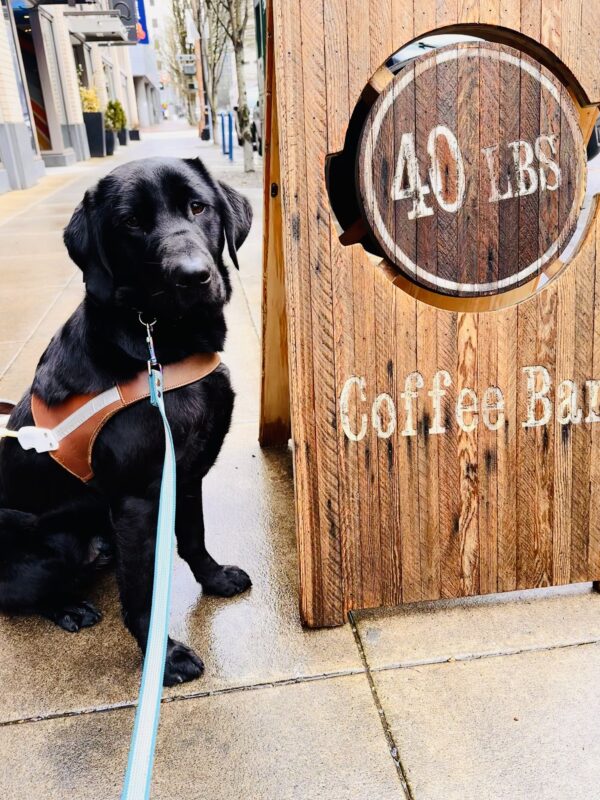 Augie is sitting in harness on a wet and rainy Portland sidewalk looking at the camera. He is next to an A frame that is advertising