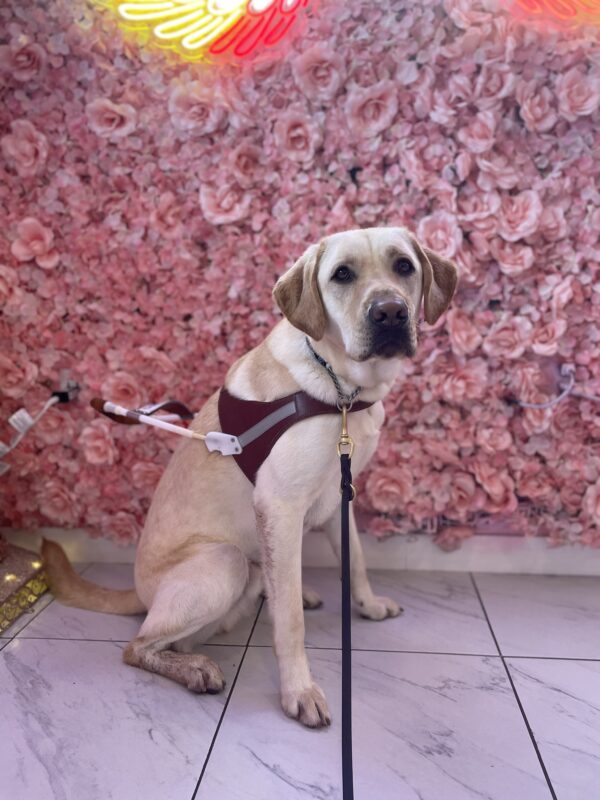 Dave, a yellow Labrador Retriever, is wearing wearing his harness, looking at the camera, while sitting on a marble floor in front of a wall of pink, paper flowers.
