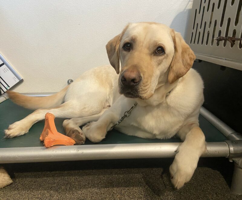 Dave is on tie down, laying on a green raised bed at an instructor's desk. There is a crate next to bed and a orange bone next to him.
