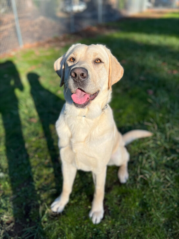 Kinley sits in a fenced in, grassy field. She's lightly panting after a big play session, and the sun is shining on her face in a way that makes her eyes a bright, golden-brown color.