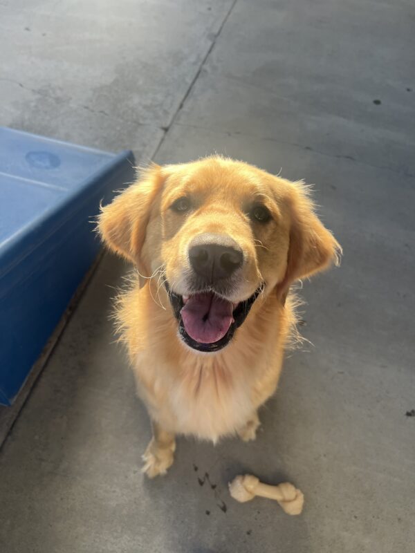 The sun shines on Pedro as he smiles up towards the camera. A Nylabone and blue play structure are in the frame.