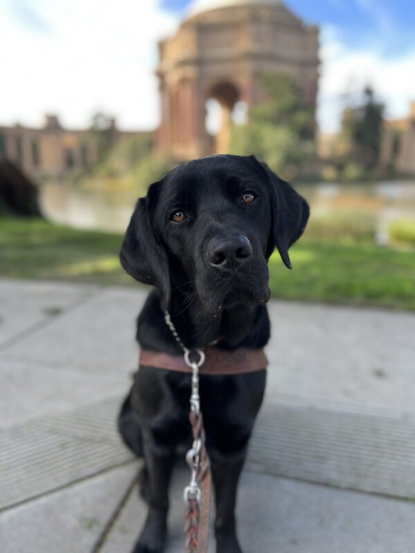 Banjo sits in front of San Francisco’s palace of Fine Arts posing with his harness.