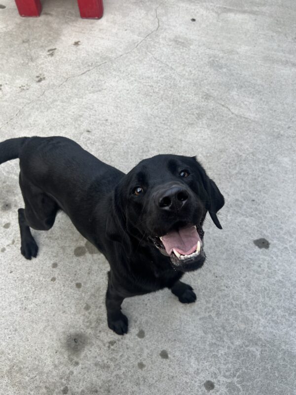 Banjo smiles up towards the camera. He was playing with his friends and took a break to say hello! How sweet.