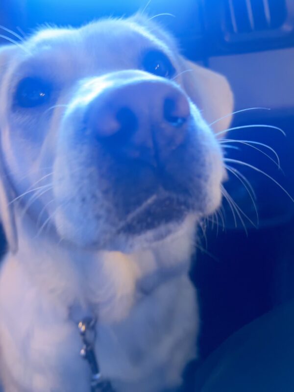<p>Justice looks up at the camera. Blue hues from the outside light shine on her.</p>
