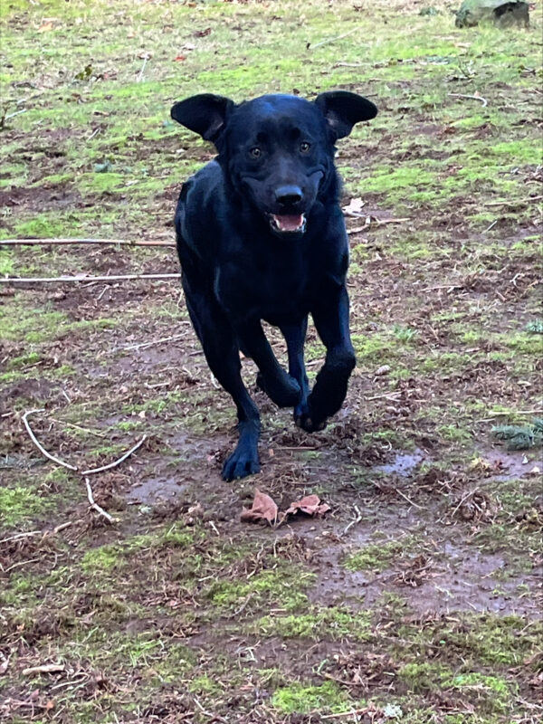Komodo (a male, black Labrador) in running directly to the camera with his ears flying. His mouth is open with his white teeth gleaming and his front foot are off the ground. The background is patchy grass and dirt.