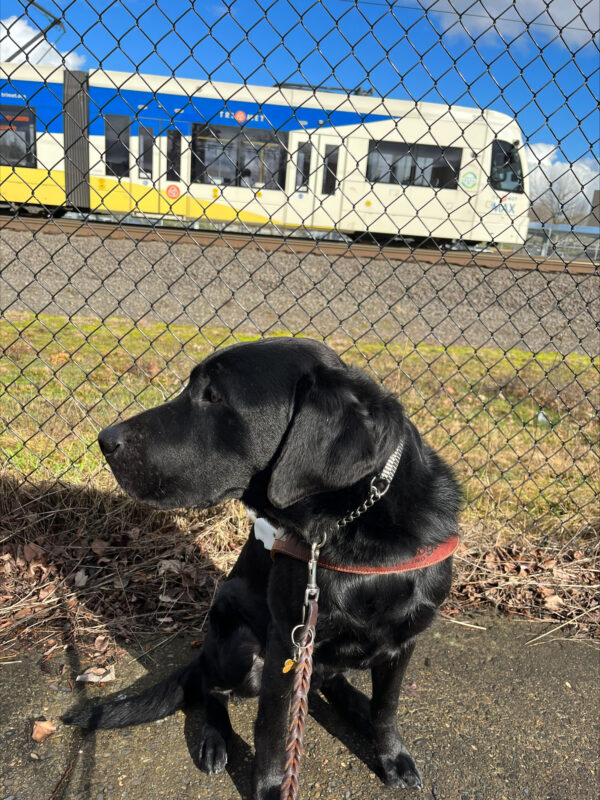 <p>A black Labrador is sitting with his head turned in profile to the left as he watches a light rail train pulling way in the background.</p>