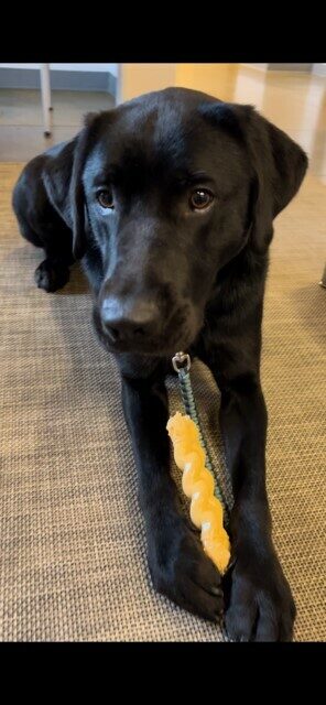 Conrad is laying on a grey rug facing the camera and looking just off to the side. He is holding a yellow bone between his front paws.