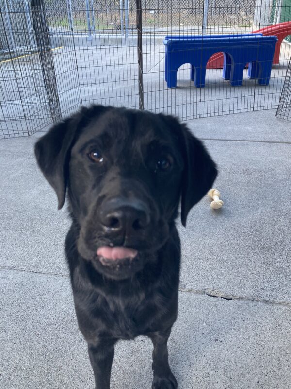 Gambit is in community run sitting looking up at the camera with his younger sticking out.