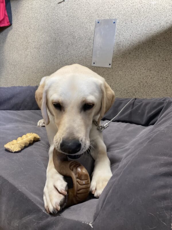 <p>England is laying down on tie-down chewing on a bone he’s holding between his paws.</p>