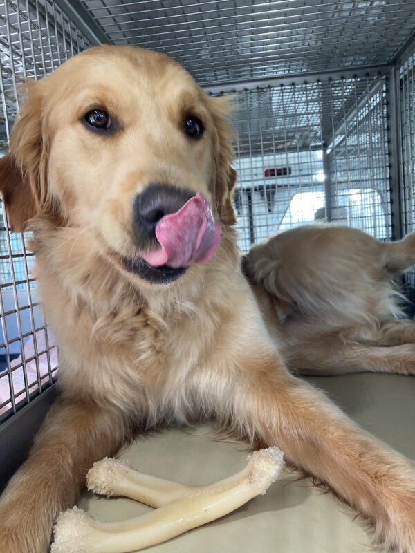 Optimist is resting in the van crate tounge out licking her lips and raising her back leg for belly rubs.
