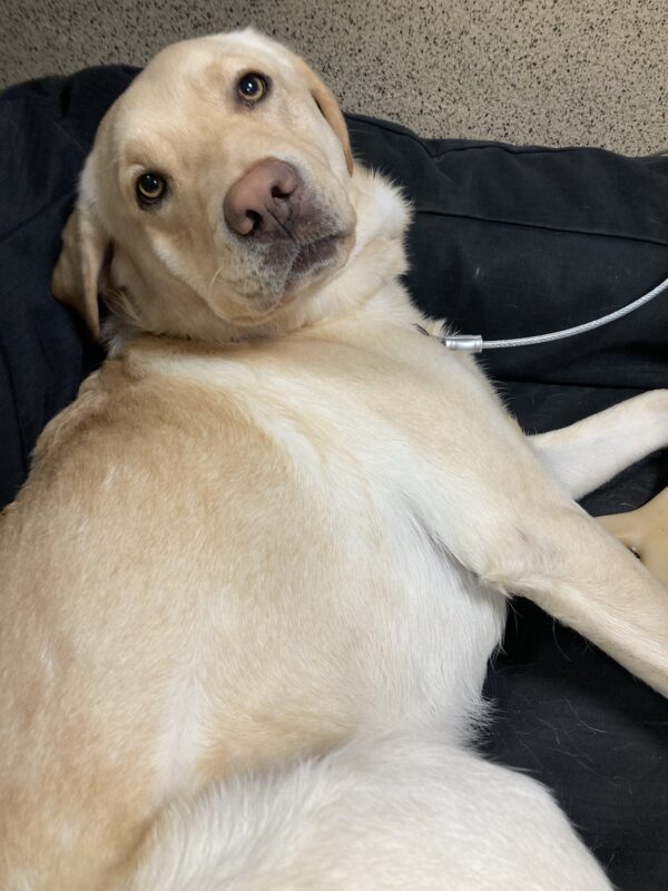 Gertie is laying down on a soft bed on tie-down leaning her head back looking up at the camera.