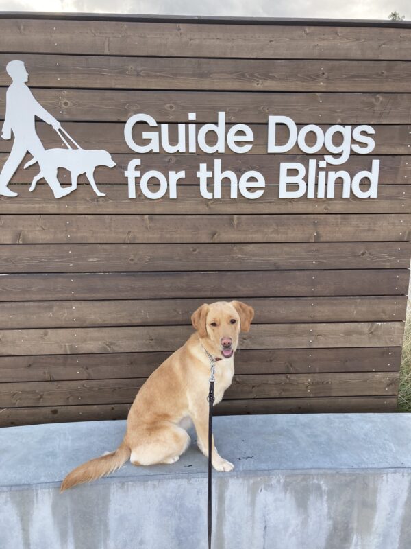 Tampa, a female, yellow lab, golden cross sits on top of a short wall. Her ears are perked and she is smiling. Behind her is a wooden picture wall which reads 