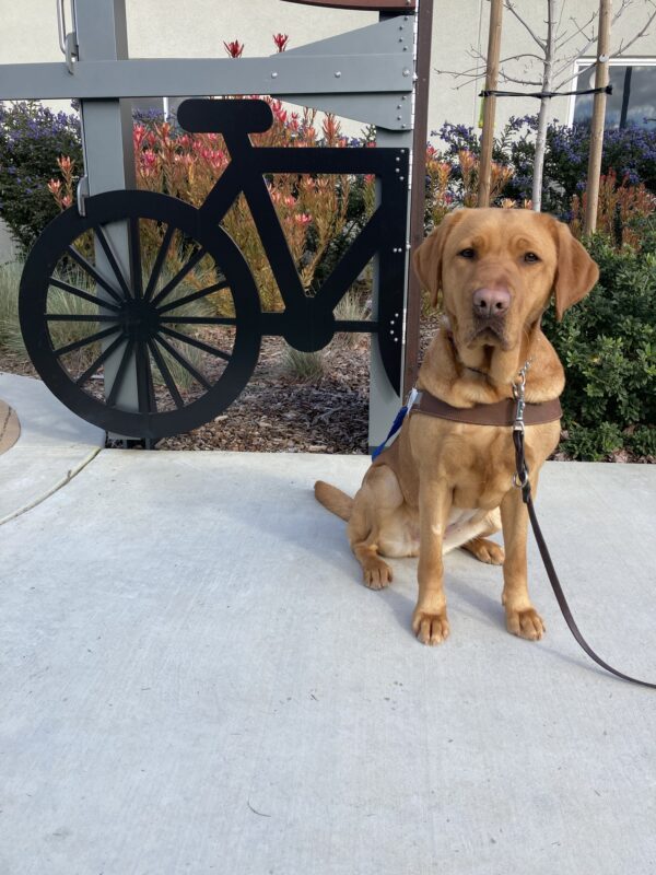 <p>Roseanna sits in harness facing the camera. Behind her is a bicycle cutout and native foliage.</p>