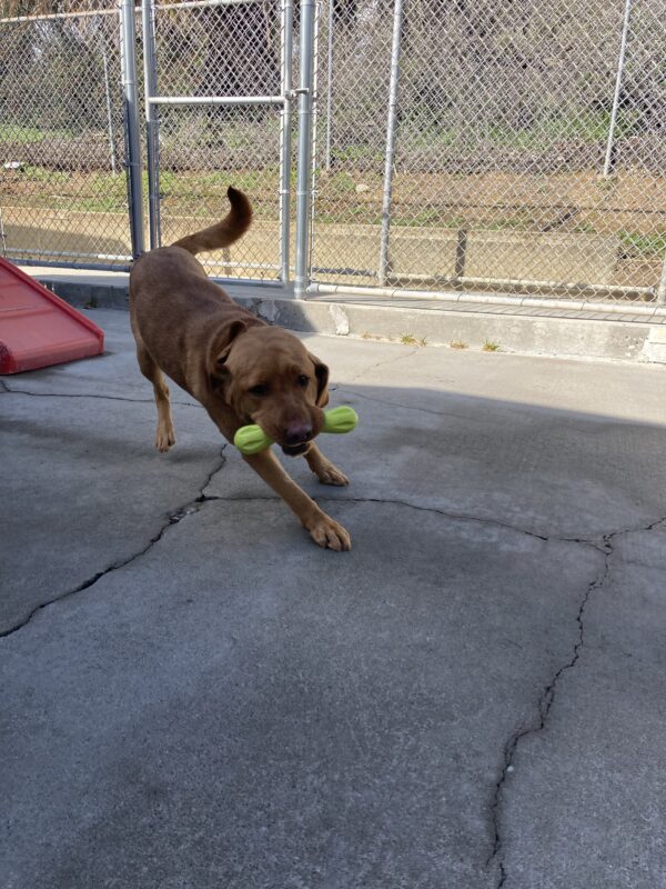 <p>Roseanna is zooming in a play yard. She has a green Go-Nut in her mouth. Her hind feet are in the air and her ear is flipped up.</p>