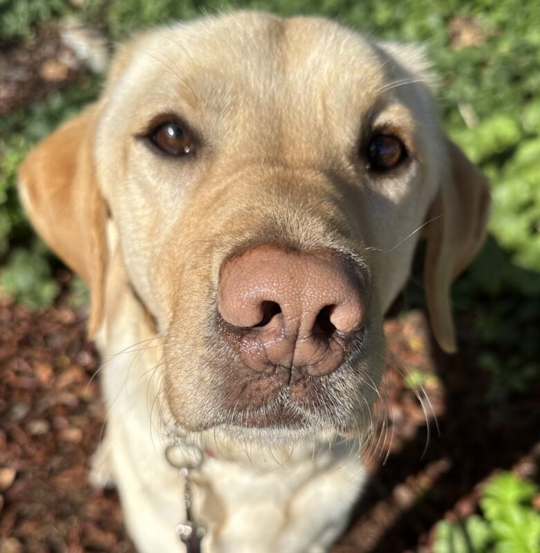 <p>Al, a male yellow labrador, comes in for a close-up with his big pink nose as the focus of the photo.</p>