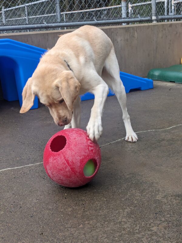 Augustus, a yellow lab, is looking down at a red jolly pets teaser ball and has his left paw on top of it in play. he has a blue plastic play structure behind him in the cement play yard.